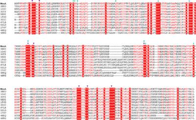 Insights into structure and activity of a UDP-GlcNAc 2-epimerase involved in secondary cell wall polymer biosynthesis in Paenibacillus alvei